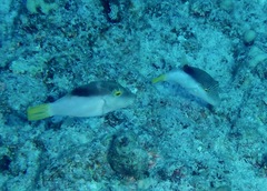 Canthigaster epilampra