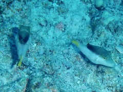 Canthigaster epilampra