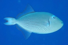 Xanthichthys auromarginatus