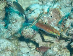 Amblycirrhitus bimacula