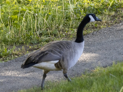 Branta canadensis