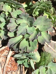 Aquilegia pubescens