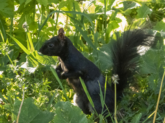 Sciurus carolinensis