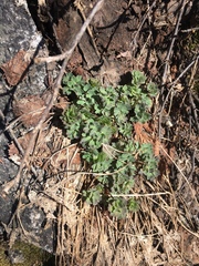 Aquilegia pubescens