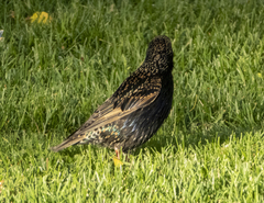 Sturnus vulgaris