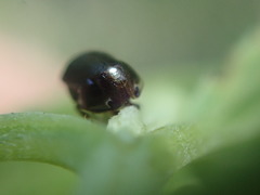 Clastoptera xanthocephala