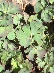 Aquilegia pubescens