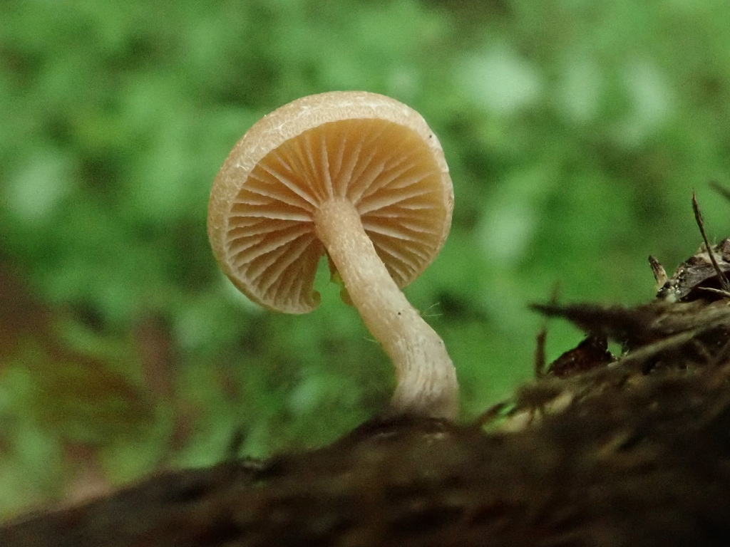Simocybe tiliophila