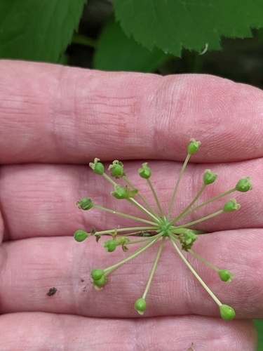 Image of Smilax illinoensis by (c) Alan Prather, some rights reserved (CC BY)