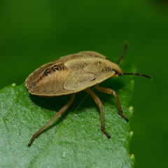 Hymenarcys nervosa