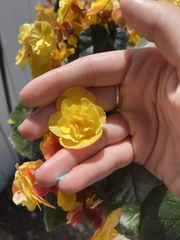 Begonia × hiemalis