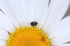 Anthrenus angustefasciatus