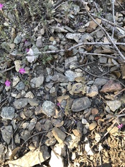 Saltugilia splendens