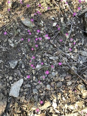 Saltugilia splendens