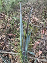 Dianella prunina