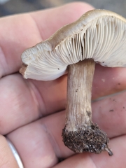 Melanoleuca angelesiana