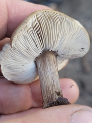 Melanoleuca angelesiana