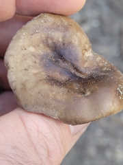 Melanoleuca angelesiana