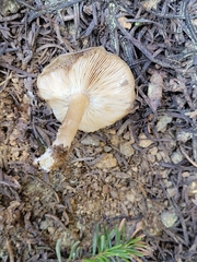 Melanoleuca angelesiana