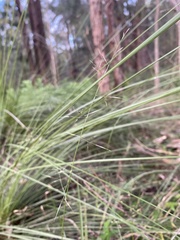 Aristida vagans