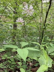 Asclepias quadrifolia