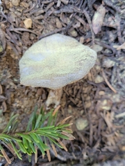 Melanoleuca angelesiana