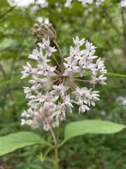 Asclepias quadrifolia