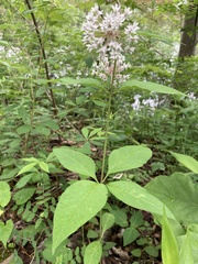 Asclepias quadrifolia
