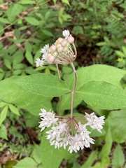 Asclepias quadrifolia