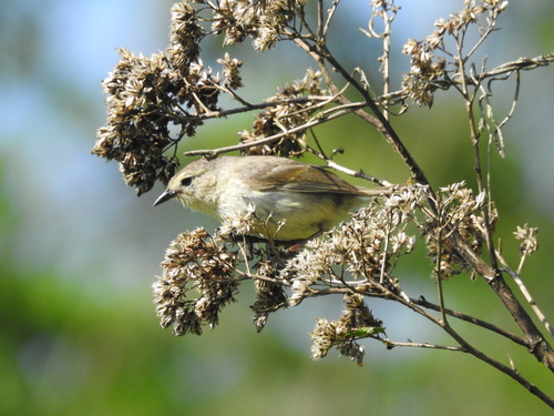 Grey Warbler-Finch (Certhidea fusca), photo 4