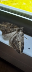 Chesias isabella