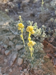 Bahieae