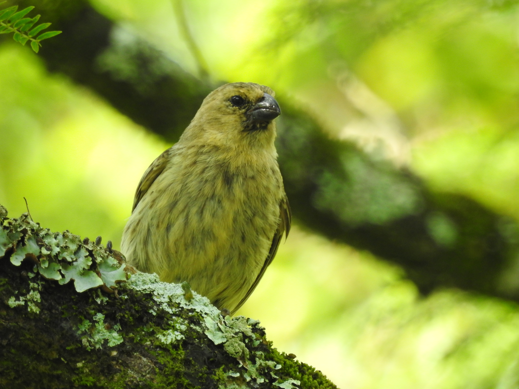 géospize minuscule, pinzón de darwin chico, small tree finch, small tree-finch, tentilhão-das-árvores-de-bico-pequeno