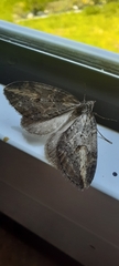 Chesias isabella