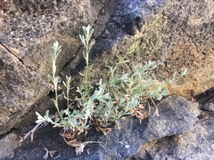 Artemisia albicans