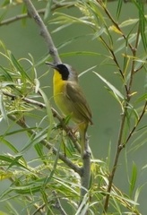 Geothlypis trichas trichas