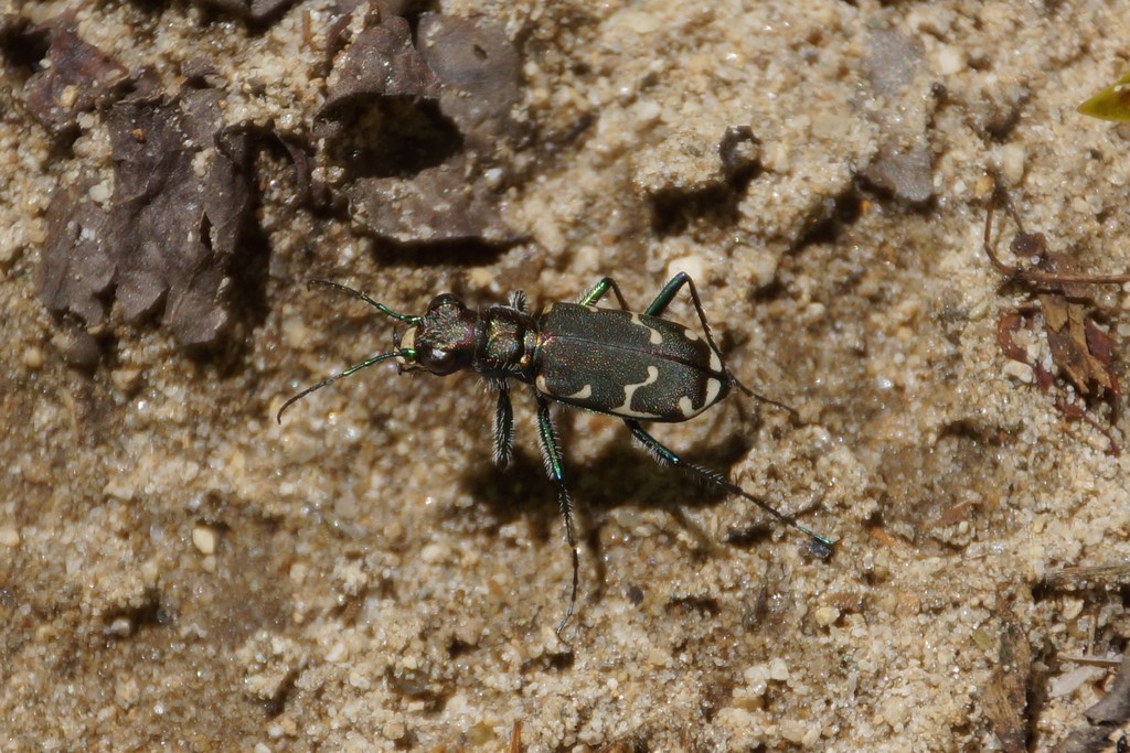 Appalachian Tiger Beetle from Caldwell County, NC, USA on May 31, 2021 ...