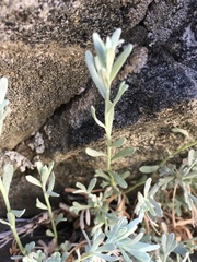 Artemisia albicans