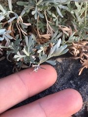Artemisia albicans