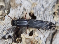 Colydium elongatum