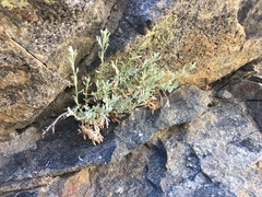 Artemisia albicans