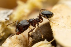 Pheidole sciophila