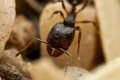 Pheidole sciophila