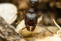 Pheidole sciophila