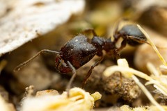 Pheidole sciophila