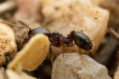 Pheidole sciophila