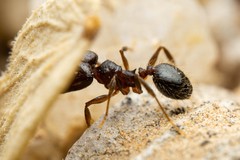 Pheidole sciophila