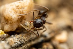 Pheidole sciophila