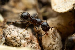 Pheidole sciophila