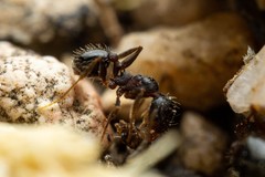 Pheidole sciophila